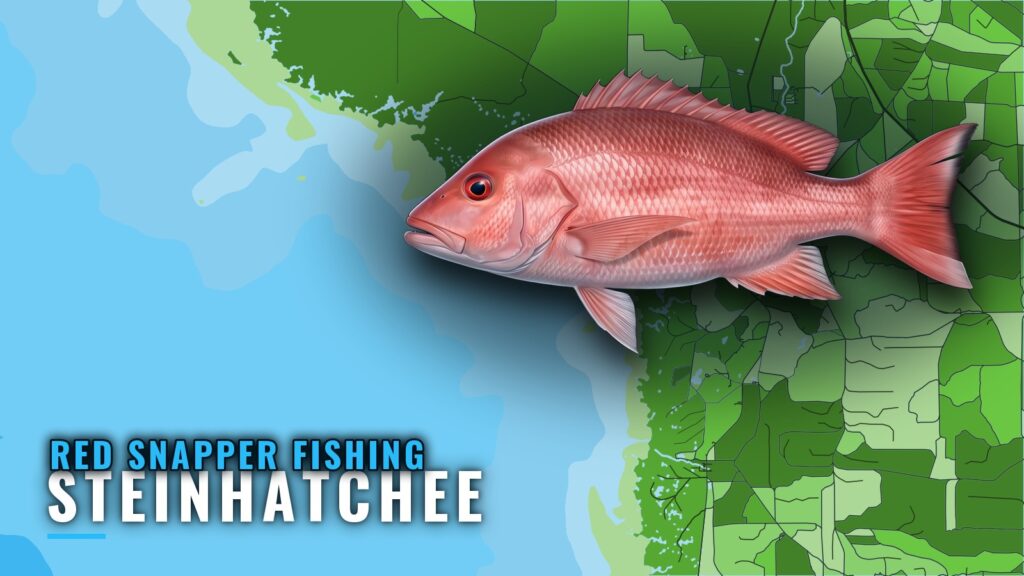 Red Snapper Fishing Out of Steinhatchee: Fall Grounds Guide