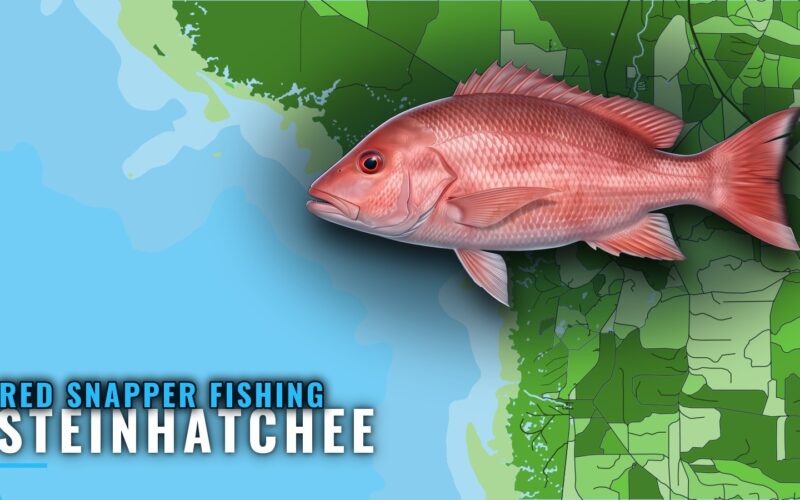 Red Snapper Fishing Out of Steinhatchee: Fall Grounds Guide