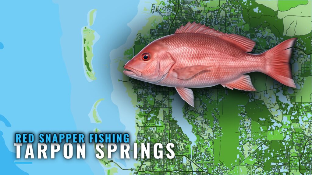 Red snapper fishing out of Tarpon Springs: runs and reefs