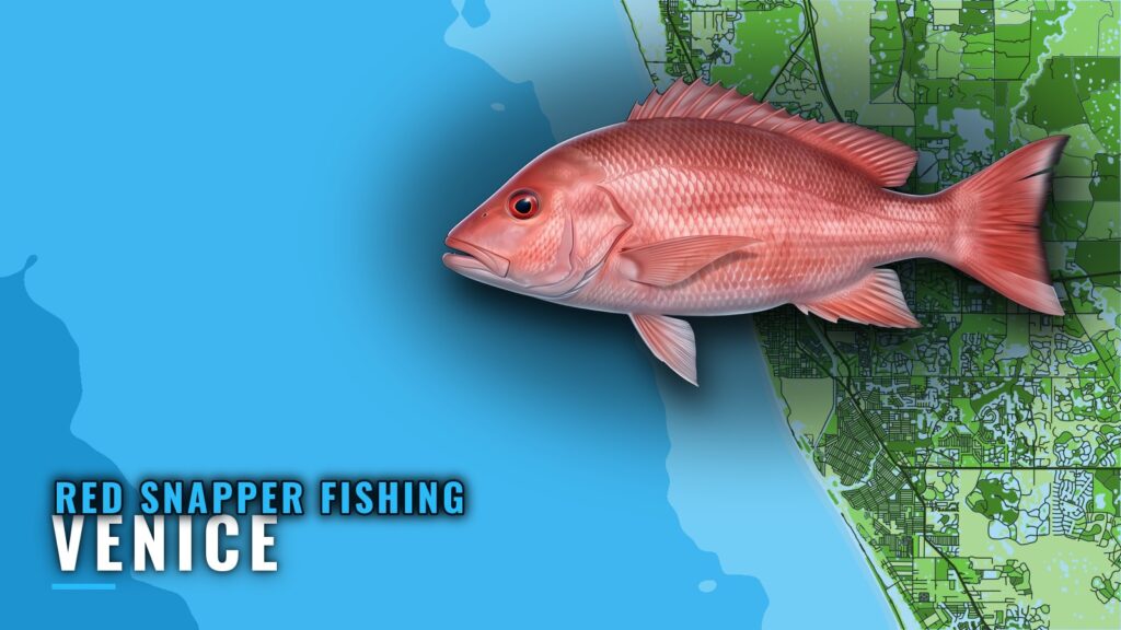 Red Snapper Fishing Out of Venice, Florida: Reefs and Runs