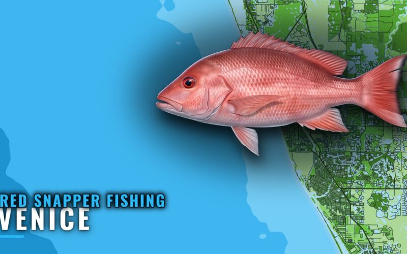 Red Snapper Fishing Out of Venice, Florida: Reefs and Runs