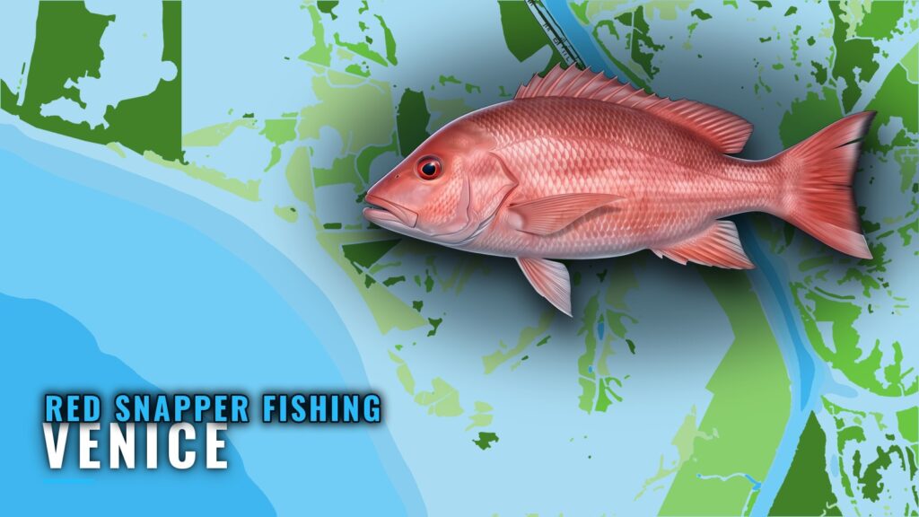 Red Snapper Fishing Out of Venice: Grounds, Runs, Charters