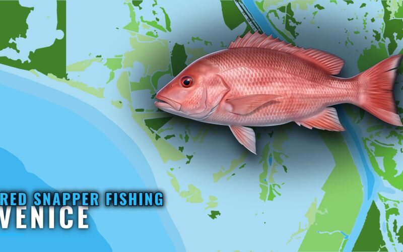 Red Snapper Fishing Out of Venice: Grounds, Runs, Charters