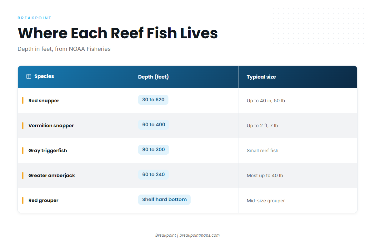 How the Main Reef Fish Compare