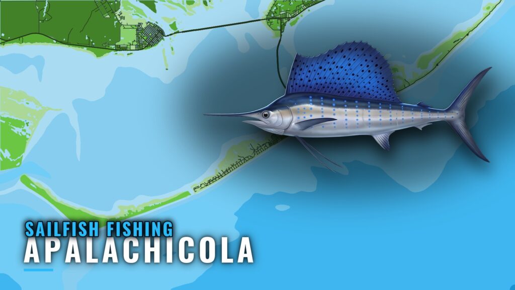 Sailfish Fishing out of Apalachicola: Runs, Reefs, Buoy