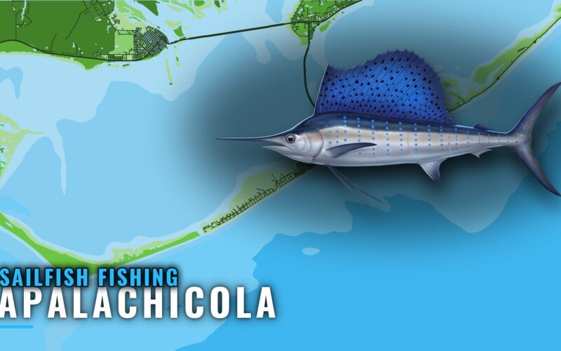 Sailfish Fishing out of Apalachicola: Runs, Reefs, Buoy