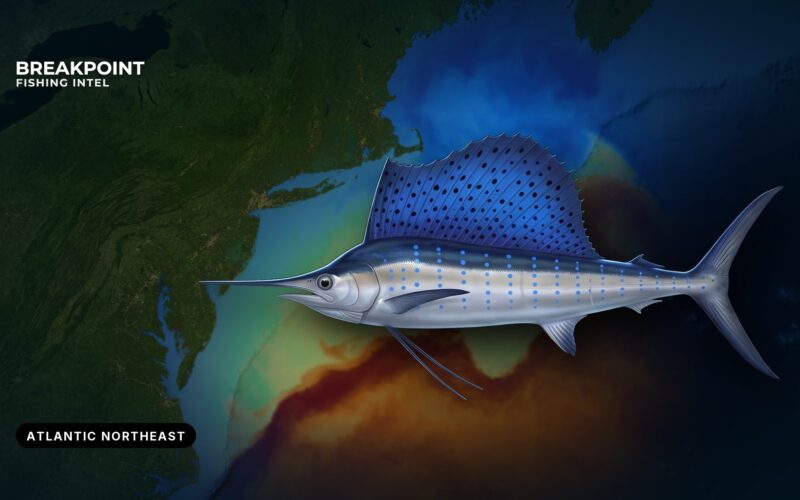 Sailfish Fishing in the Atlantic Northeast: A Canyon Guide