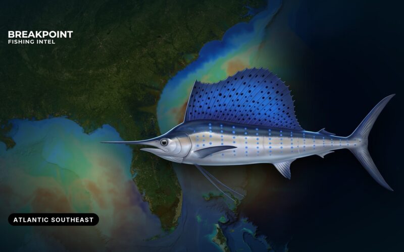 Sailfish Fishing in the Atlantic Southeast: Water and Rules