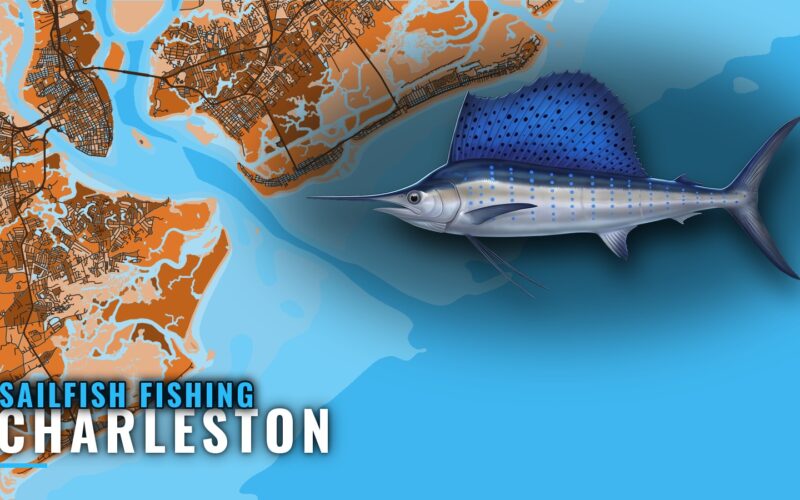 Sailfish Fishing Out of Charleston: Timing, Run and Rules