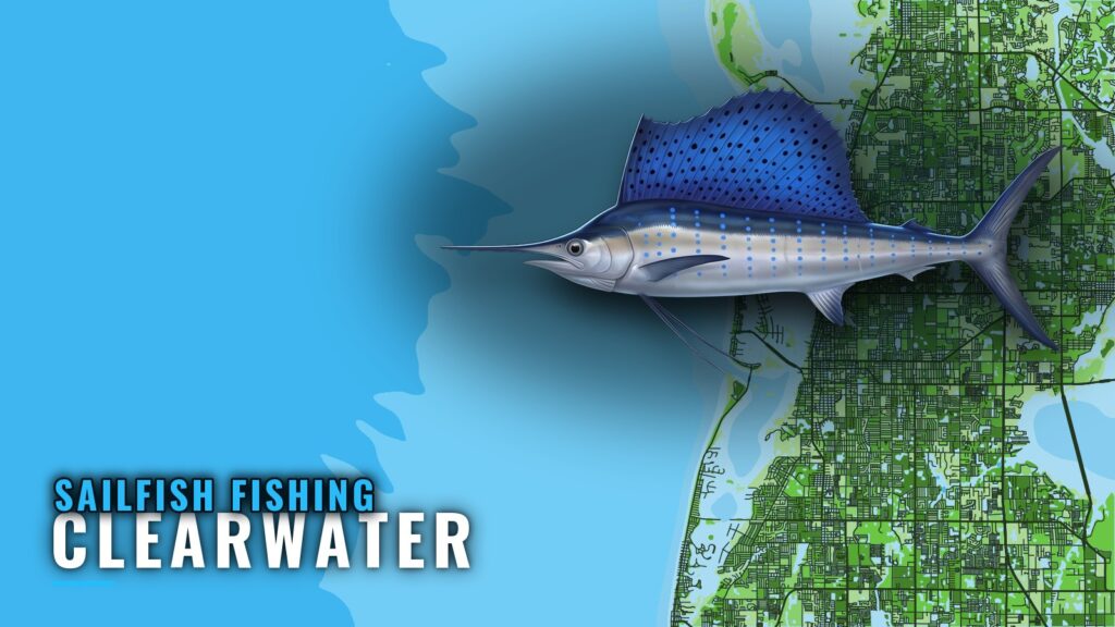 Sailfish Fishing Out of Clearwater: Grounds and Odds