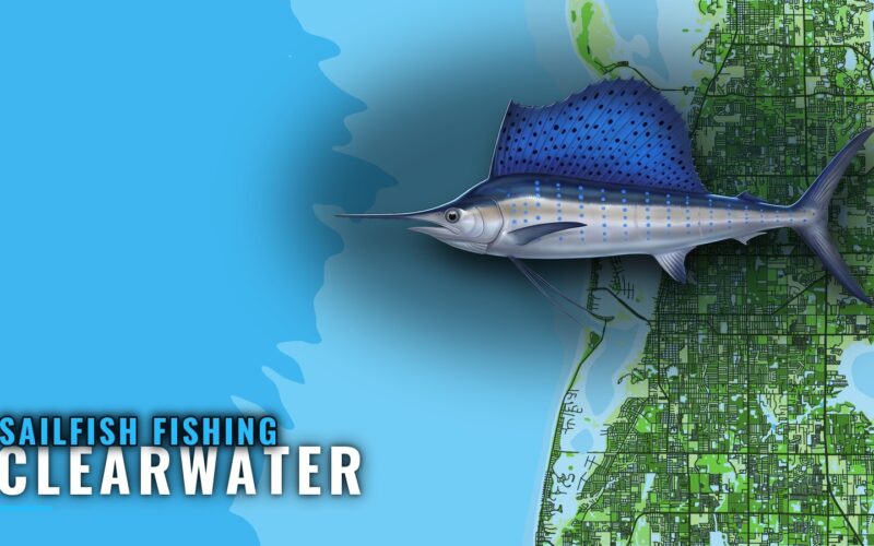 Sailfish Fishing Out of Clearwater: Grounds and Odds