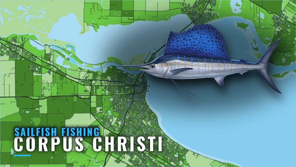 Sailfish Fishing Out of Corpus Christi: Season and Spots