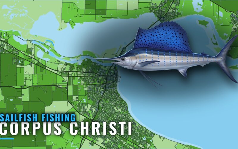 Sailfish Fishing Out of Corpus Christi: Season and Spots