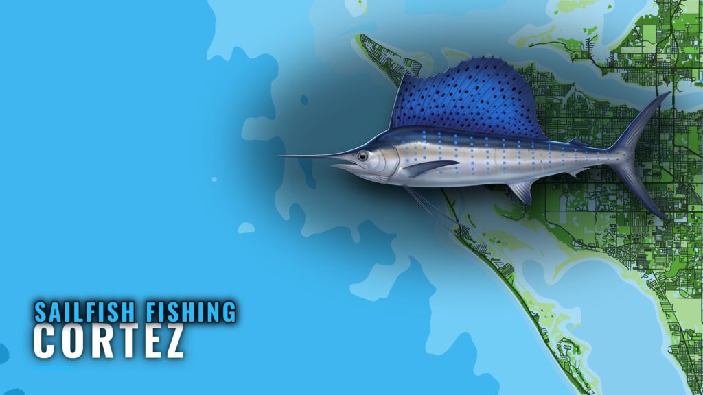 Sailfish Fishing Out of Cortez: Grounds, Depths, Bearings