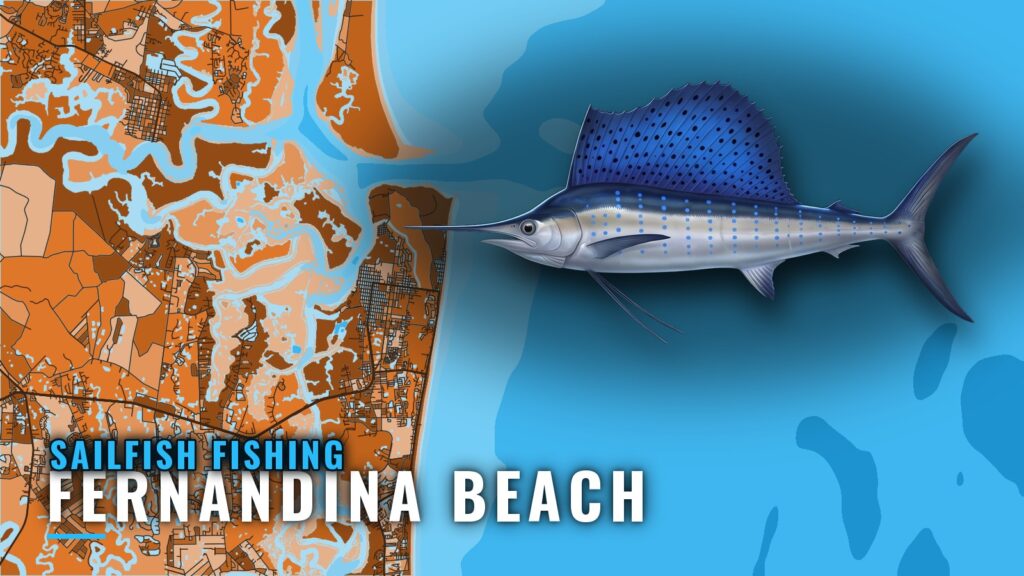 Sailfish Fishing Out of Fernandina Beach: Season and Run