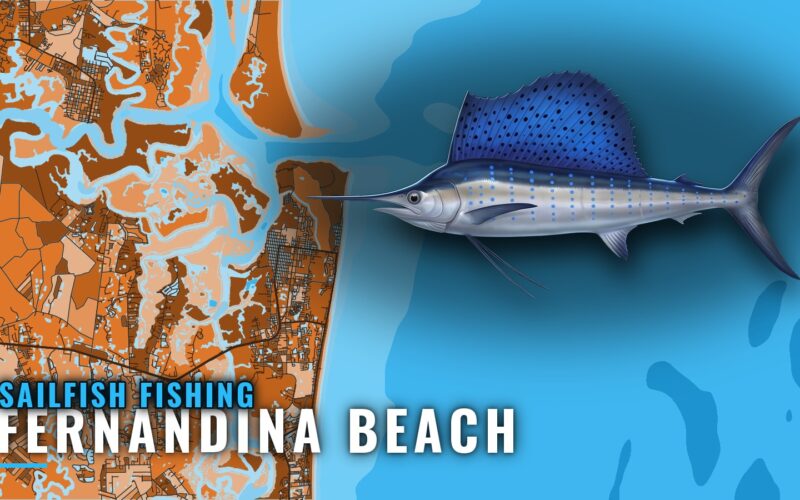 Sailfish Fishing Out of Fernandina Beach: Season and Run