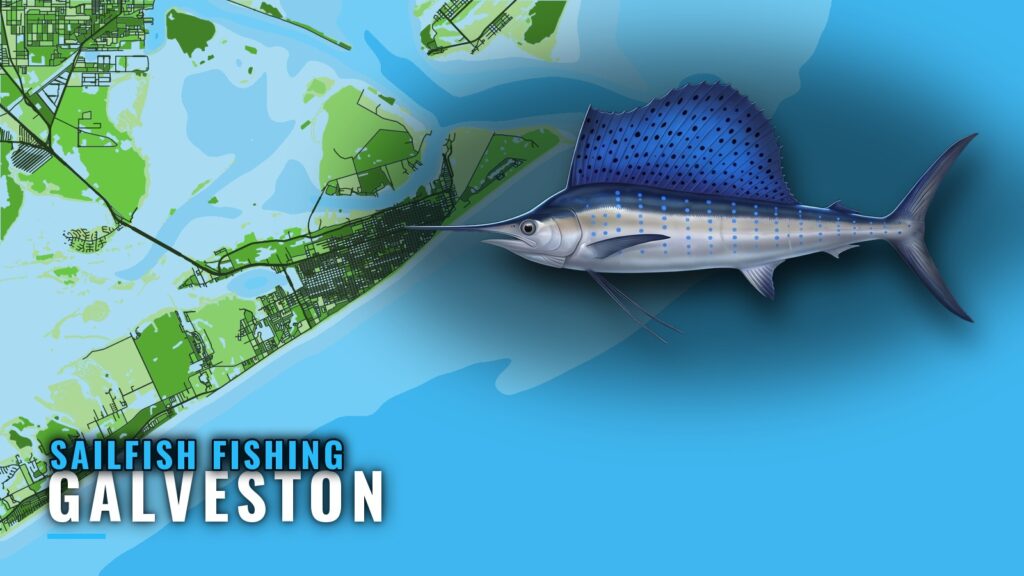 Sailfish Fishing Out of Galveston: Runs, Grounds and Buoys
