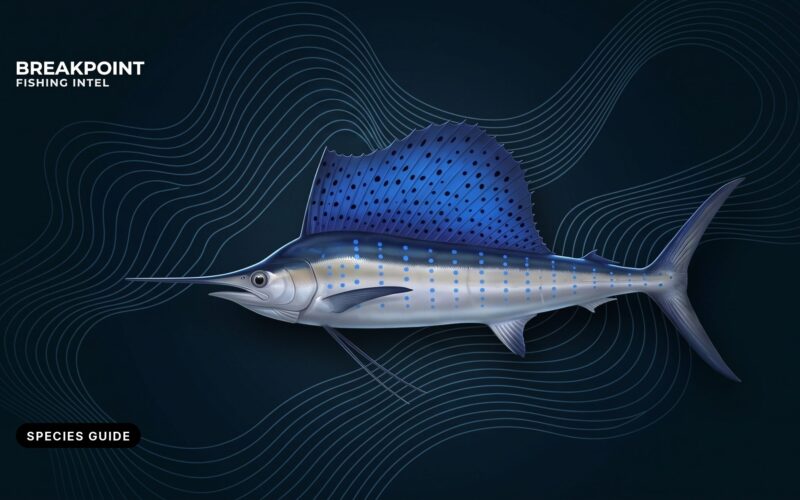 Sailfish Fishing Guide: Where, How and the Rules