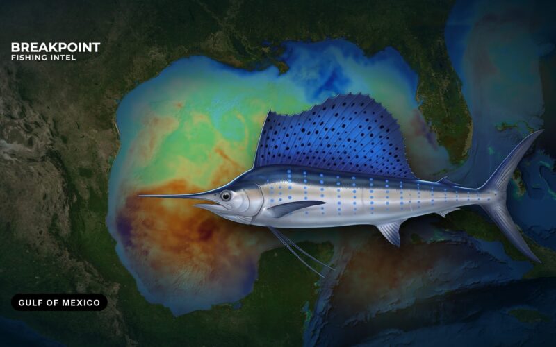 Sailfish Fishing in the Gulf of Mexico: Where to Look