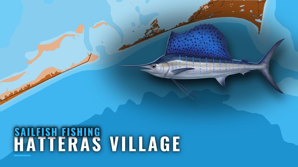 Sailfish Fishing Out of Hatteras Village: Season and Grounds