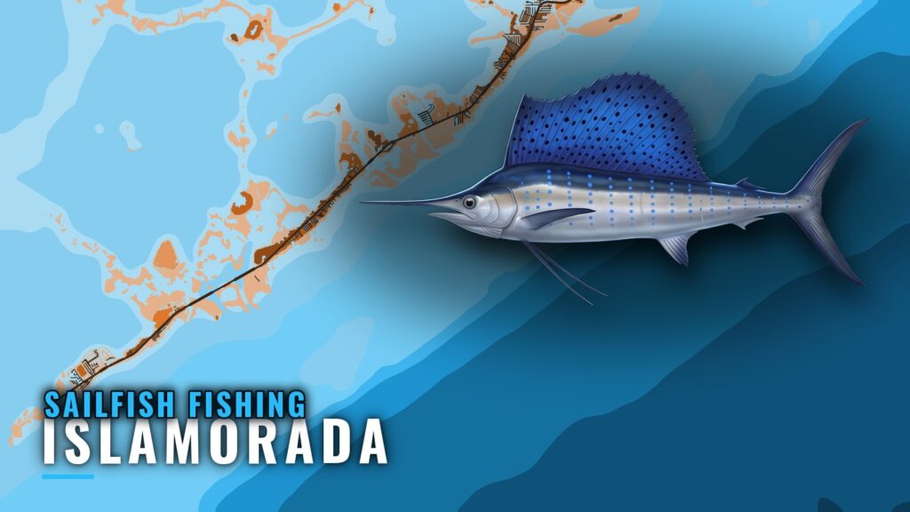 Sailfish Fishing Out of Islamorada: Where, When and How
