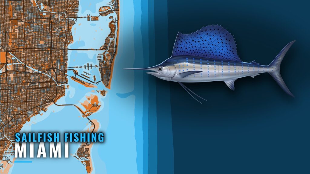Sailfish Fishing Out of Miami: Season, Grounds and Methods