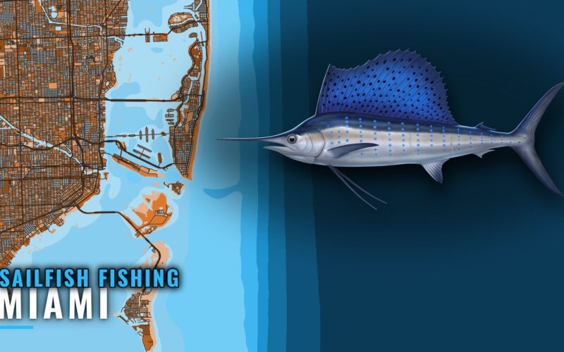 Sailfish Fishing Out of Miami: Season, Grounds and Methods