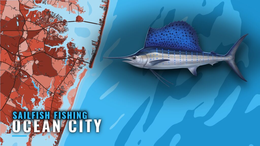 Sailfish Fishing Out of Ocean City, Maryland