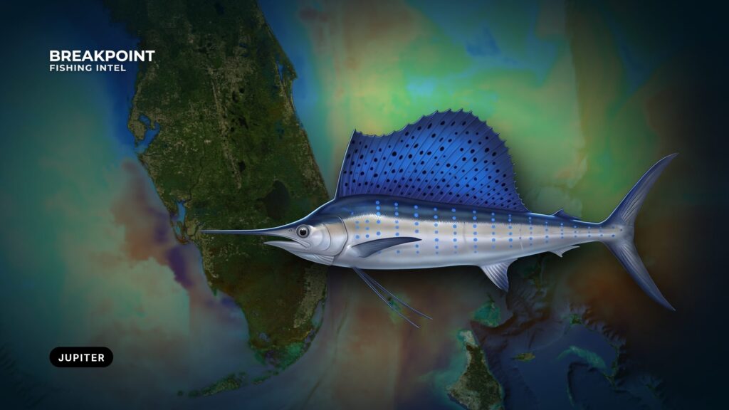 Sailfish Fishing off Jupiter, Florida: Inlet, Edge and Rules