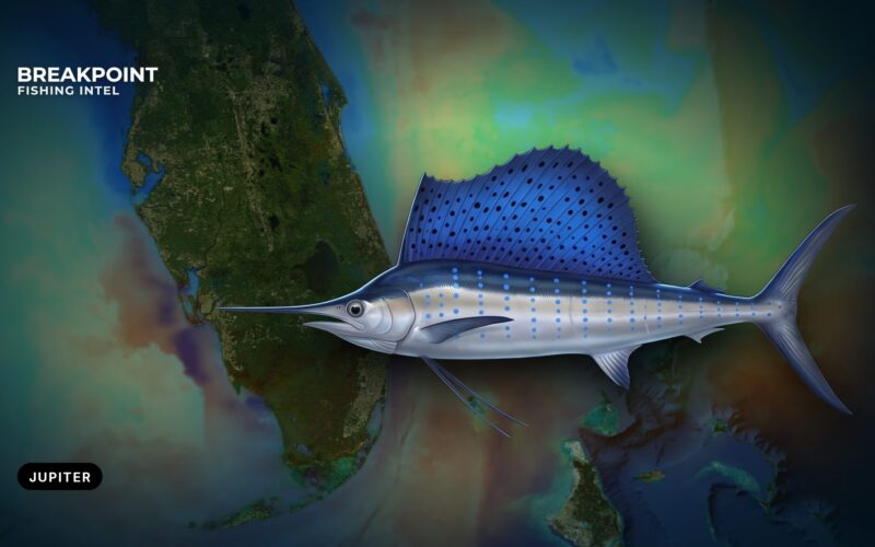 Sailfish Fishing off Jupiter, Florida: Inlet, Edge and Rules