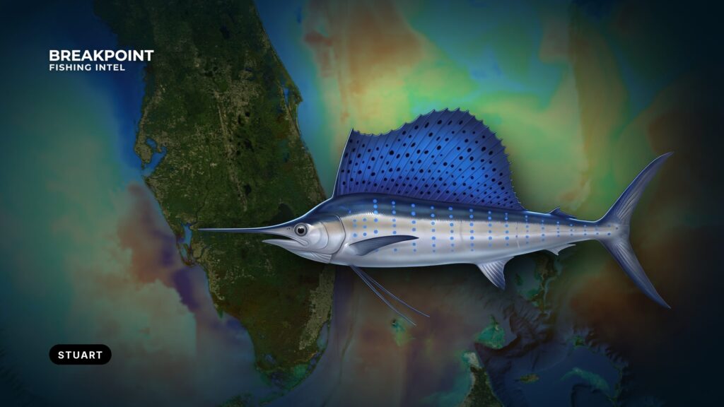 Sailfish Fishing off Stuart, Florida: Inlet, Edge and Kites