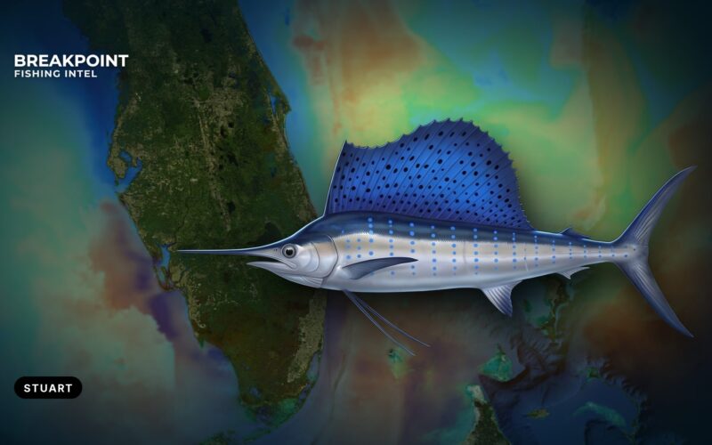 Sailfish Fishing off Stuart, Florida: Inlet, Edge and Kites
