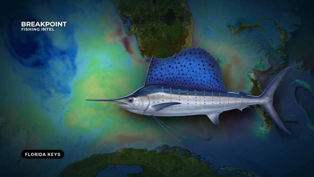 Sailfish Fishing off the Florida Keys: Ramps, Reefs, Rules