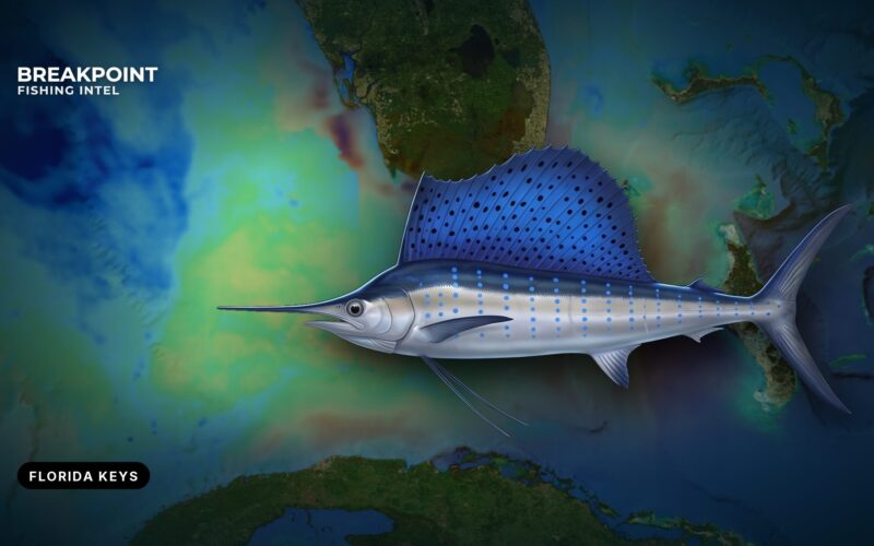 Sailfish Fishing off the Florida Keys: Ramps, Reefs, Rules