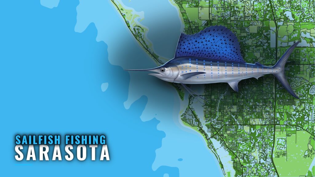 Sailfish Fishing Out of Sarasota: The 50-Mile Run West