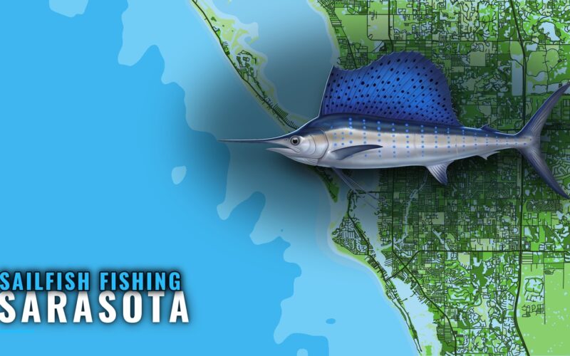 Sailfish Fishing Out of Sarasota: The 50-Mile Run West