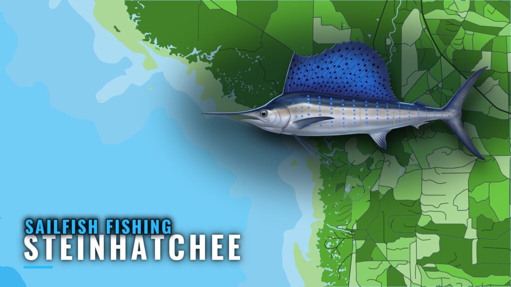 Sailfish Fishing out of Steinhatchee: Grounds and Odds