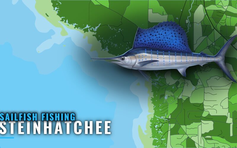 Sailfish Fishing out of Steinhatchee: Grounds and Odds