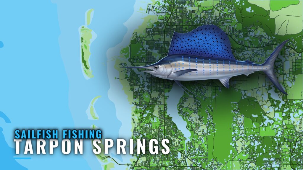 Sailfish Fishing out of Tarpon Springs: Winter Runs