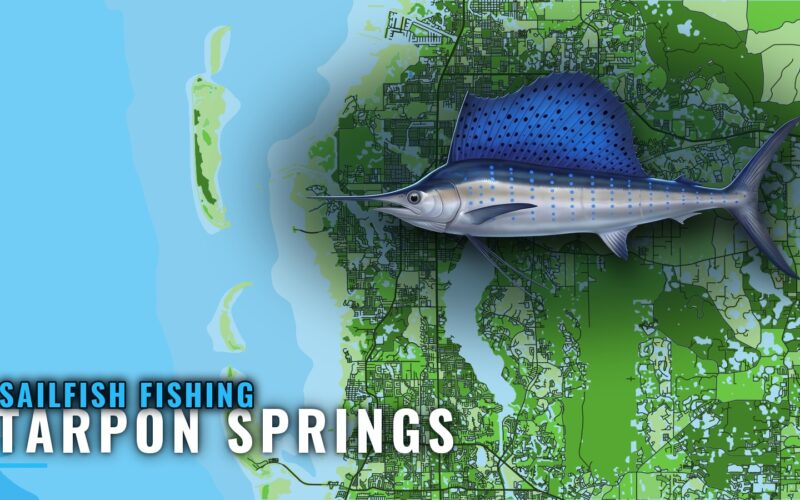 Sailfish Fishing out of Tarpon Springs: Winter Runs