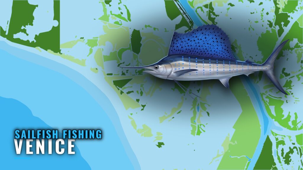 Sailfish Fishing Out of Venice: Lumps, Rigs and Canyons