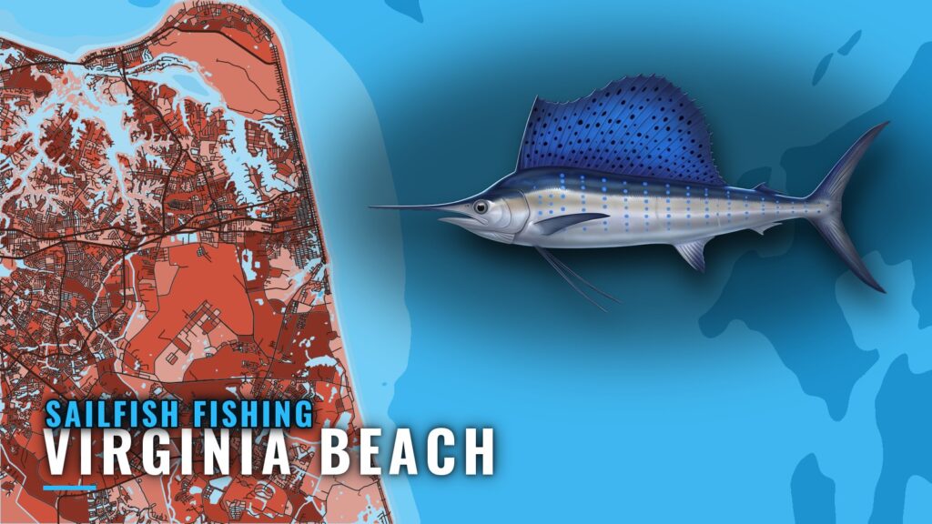 Sailfish Fishing Out of Virginia Beach: Grounds and Runs