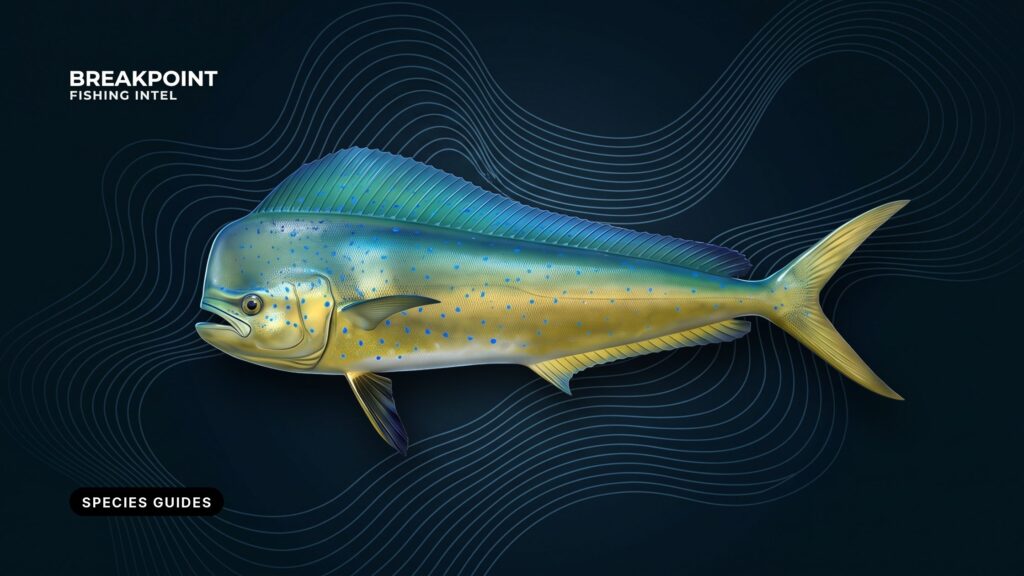 Saltwater Fish Species Guides: Offshore and Nearshore