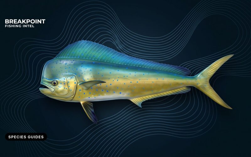 Saltwater Fish Species Guides: Offshore and Nearshore