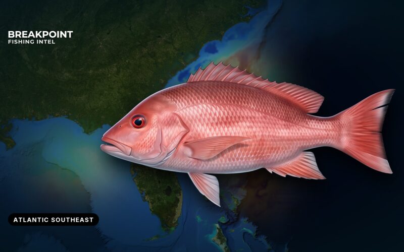 South Atlantic Snapper-Grouper Federal Rules: A Guide