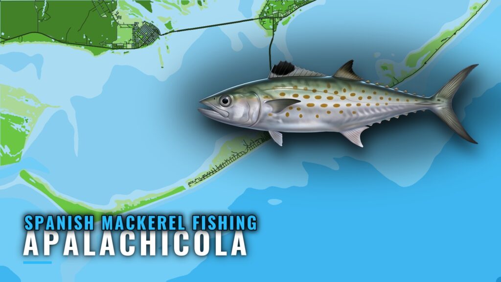 Spanish Mackerel Fishing Out of Apalachicola: Where to Run