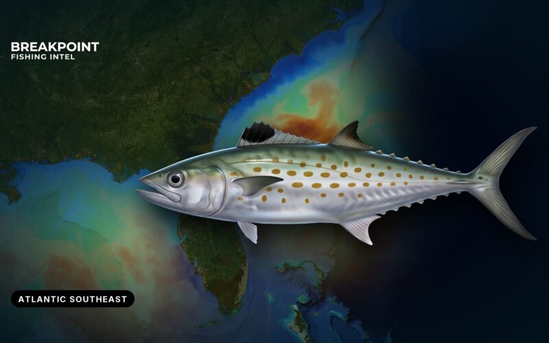 Spanish Mackerel Fishing in the Atlantic Southeast