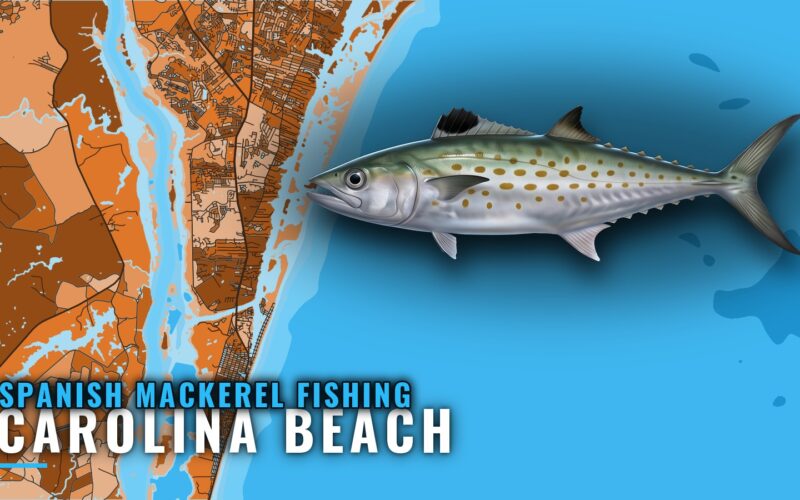 Spanish Mackerel Fishing Out of Carolina Beach, NC