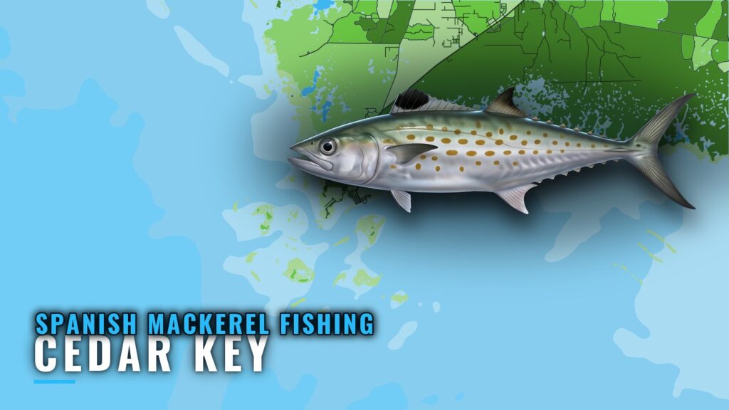 Spanish Mackerel Fishing Out of Cedar Key: Reefs and Season