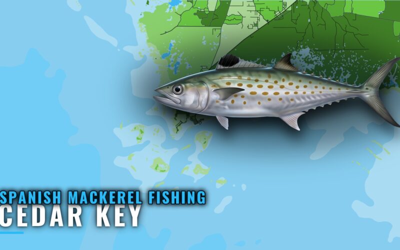 Spanish Mackerel Fishing Out of Cedar Key: Reefs and Season